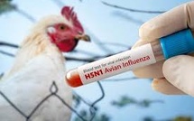 UK Detects First Case of Bird Flu in a Sheep, Stoking Fears of Spread
